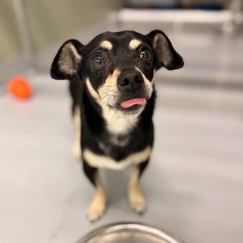 Churro -  Mixed Breed Dog for Adoption in Spokane, Washington - Churro | PetCurious