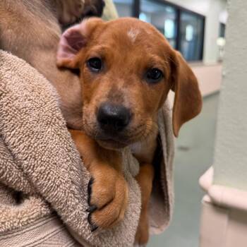 Bruiser -  Mixed Breed Dog for Adoption in West Palm Beach, Florida - Bruiser | PetCurious