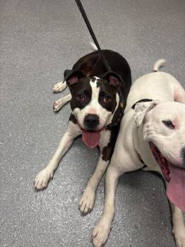 Joplin -  Pit Bull Terrier Dog for Adoption in Greenfield, Indiana - Joplin | PetCurious