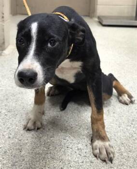A432074 -  Pit Bull Terrier and Mixed Breed Dog for Adoption in Conroe, Texas - A432074 | PetCurious