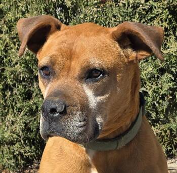 Boxer and American Staffordshire Terrier Dogs Available for Adoption - Alluring Ms Artesia ~ Brilliant BoxerBull ! | PetCurious