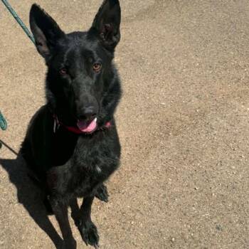Dallas -  German Shepherd Dog Dog for Adoption in Kingman, Arizona - Dallas | PetCurious