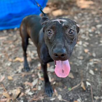 Rescue Mixed Breed Dogs for Adoption in Milton, Florida - Poco | PetCurious