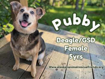 Pubby -  Beagle and German Shepherd Dog Dog for Adoption in Anchorage, Alaska - Pubby | PetCurious