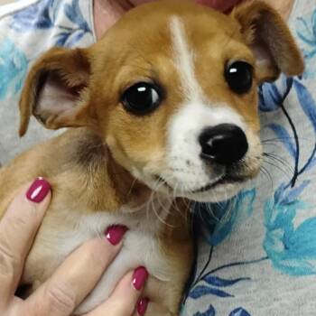 Rescue Chihuahua and Terrier Dogs for Adoption in Pleasanton, California - LUCA (puppy) | PetCurious