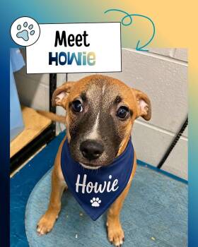Howie -  Belgian Shepherd Malinois Dog for Adoption in Sulphur, Kentucky - Howie | PetCurious