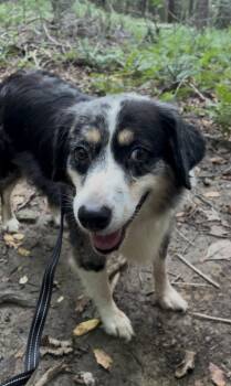 REBEC -  Australian Shepherd Dog for Adoption in Millerstown, Pennsylvania - REBEC | PetCurious