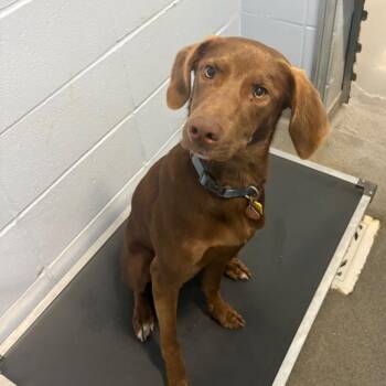CT Dougal -  Labrador Retriever and Mixed Breed Dog for Adoption in Eastford, Connecticut - CT Dougal | PetCurious