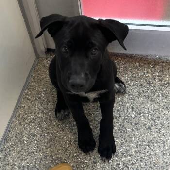 Rocksteady -  Black Labrador Retriever and Border Collie Dog for Adoption in Kanab, Utah - Rocksteady | PetCurious