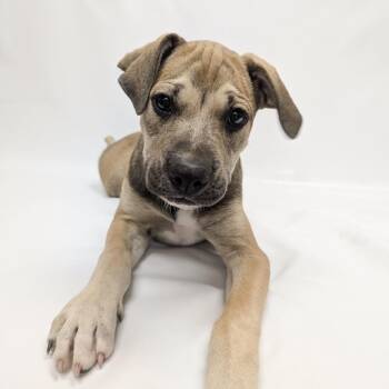 827 (2026) Lady -  Pit Bull Terrier and Mixed Breed Dog for Adoption in Parker, Colorado - 827 (2026) Lady | PetCurious