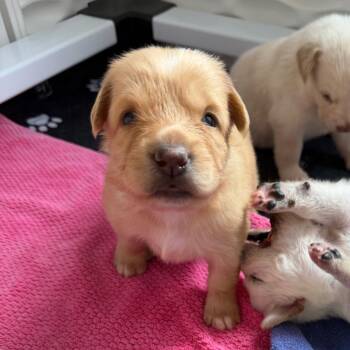 Kim -  Yellow Labrador Retriever Dog for Adoption in Oceanside, California - Kim | PetCurious