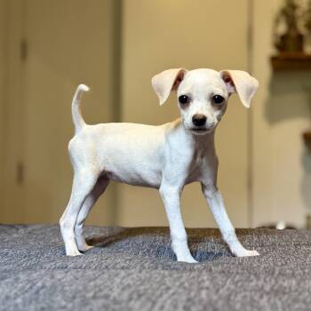 Pastina -  Chihuahua Dog for Adoption - Pastina | PetCurious