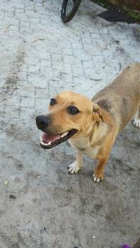 Rescue Labrador Retriever Dogs for Adoption in San Antonio, Texas - CANELA | PetCurious