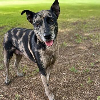 Tallulah -  Catahoula Leopard Dog Dog for Adoption in Williston, Vermont - Tallulah | PetCurious