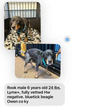 Beagle Dogs Available for Adoption in Knoxville, Tennessee - Rook | PetCurious