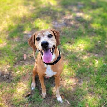 Rescue Hound Dogs for Adoption in Port Charlotte, Florida - Buddy | PetCurious