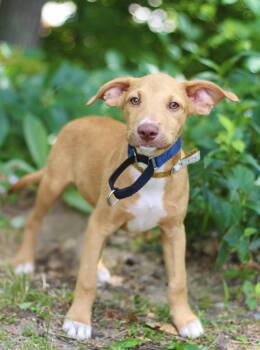 Tremont in NH. Come Meet our Adoptable Dogs Wednesday-Saturday.  -  Cattle Dog Dog for Adoption in Manchester, New Hampshire - Tremont In NH. Come Meet Our Adoptable Dogs Wednesday-Saturday.  | PetCurious