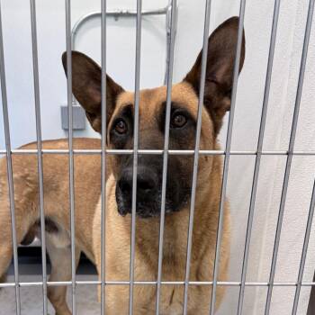 Mixed Breed Dogs Available for Adoption in Auburn, Alabama - Goose | PetCurious