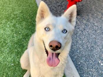 Siberian Husky and Mixed Breed Dogs Available for Adoption in Moreno Valley, California - KLONDIKE | PetCurious