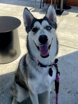 Lola -  Siberian Husky Dog for Adoption in Menifee, California - Lola | PetCurious