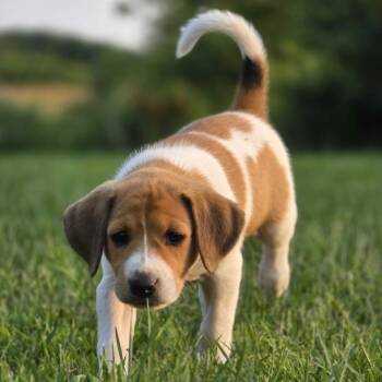 Caroline -  Hound and Mixed Breed Dog for Adoption in Glenfield, New York - Caroline | PetCurious