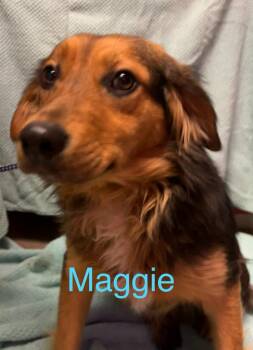 Mixed Breed Dogs Available for Adoption - Maggie | PetCurious