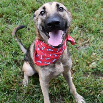 Stuart -  Belgian Shepherd Malinois Dog for Adoption in Beaumont, Texas - Stuart | PetCurious