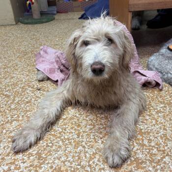 Standard Poodle and Great Pyrenees Dogs Available for Adoption in Chehalis, Washington - Buzz | PetCurious