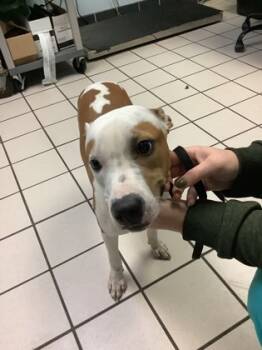 Rescue Mixed Breed Dogs for Adoption in Largo, Florida - Wiggly Worm | PetCurious