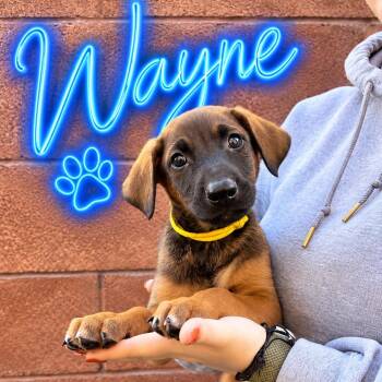 Wayne -  Doberman Pinscher Dog for Adoption in Las Vegas, Nevada - Wayne | PetCurious
