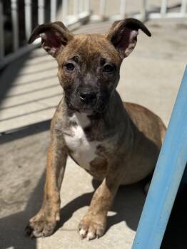 Pit Bull Terrier Dogs Available for Adoption in Hesperia, California - Daffy | PetCurious