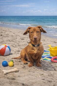 Dachshund Dogs Available for Adoption - Doug | PetCurious