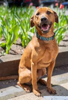 Frankie -  Mixed Breed and Boxer Dog for Adoption in Haddam, Connecticut - Frankie | PetCurious