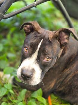 Iskra -  Pit Bull Terrier Dog for Adoption in Chicago, Illinois - Iskra | PetCurious