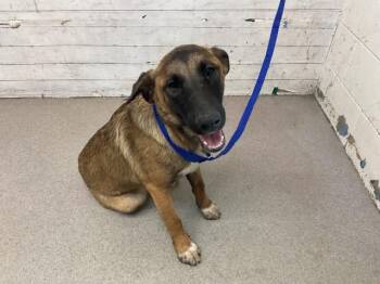 JESSICA -  German Shepherd Dog Dog for Adoption in San Bernardino, California - JESSICA | PetCurious