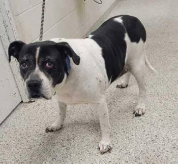 Mixed Breed Dogs Available for Adoption in Kansas City, Missouri - Toby | PetCurious