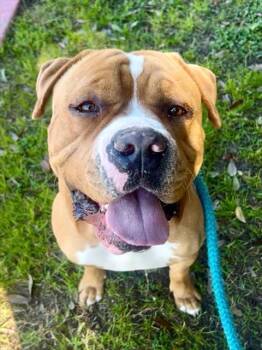 Pit Bull Terrier and Presa Canario Dogs Available for Adoption - BOBO | PetCurious