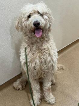 Beau -  Mixed Breed Dog for Adoption in Vacaville, California - Beau | PetCurious