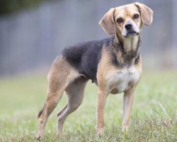 Harper -  Beagle Dog for Adoption in Bedford, Indiana - Harper | PetCurious