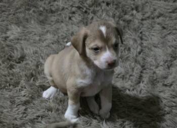 Chihuahua Dogs Available for Adoption - Jam | PetCurious