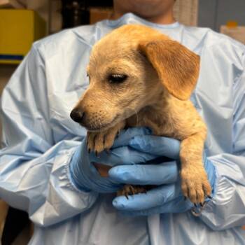 Captain Steve -  Mixed Breed Dog for Adoption in Moab, Utah - Captain Steve | PetCurious