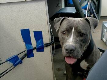 RAY RAY -  Mixed Breed Dog for Adoption in Dallas, Texas - RAY RAY | PetCurious