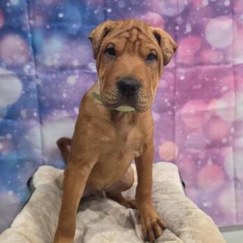 Squishy -  Shar Pei and Mixed Breed Dog for Adoption in Fort Collins, Colorado - Squishy | PetCurious