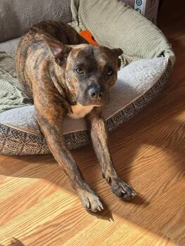 Sissy - The Three Legged Sweetheart -  Pit Bull Terrier Dog for Adoption in Ocean Township, New Jersey - Sissy - The Three Legged Sweetheart | PetCurious