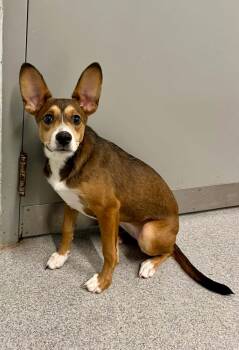 Raya -  Feist Dog for Adoption in Moundsville, West Virginia - Raya | PetCurious