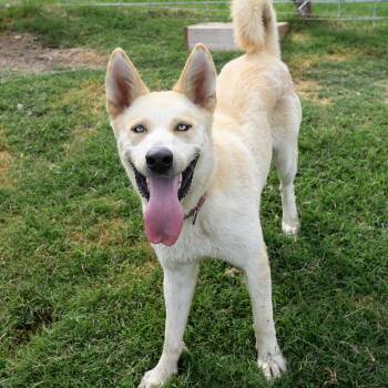 NACONA -  Husky and Great Pyrenees Dog for Adoption in Weatherford, Texas - NACONA | PetCurious