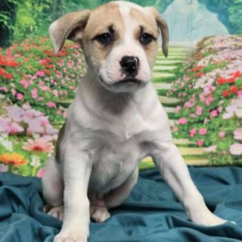 Husky Dogs Available for Adoption - Ridoc | PetCurious