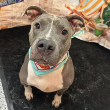 Rescue Mixed Breed Dogs for Adoption in South Houston, Texas - Lola | PetCurious