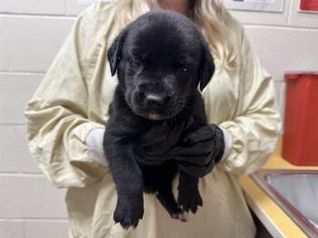 RACHEL GREEN -  Black Mouth Cur and Mixed Breed Dog for Adoption in Colorado Springs, Colorado - RACHEL GREEN | PetCurious