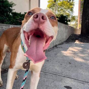 Kev -  Pit Bull Terrier Dog for Adoption in Newark, New Jersey - Kev | PetCurious